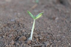 Primavera, quarantena e Medicina Tradizionale Cinese